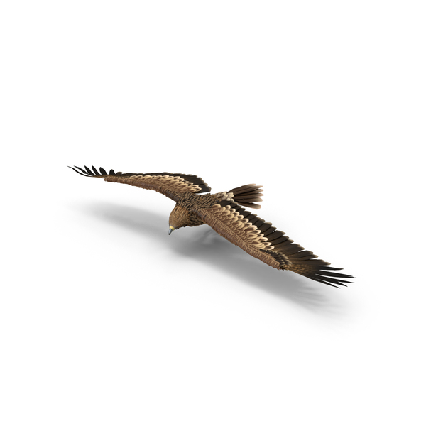 Imperial Eagle Turning PNG & PSD Images