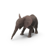 Baby Elephant PNG & PSD Images