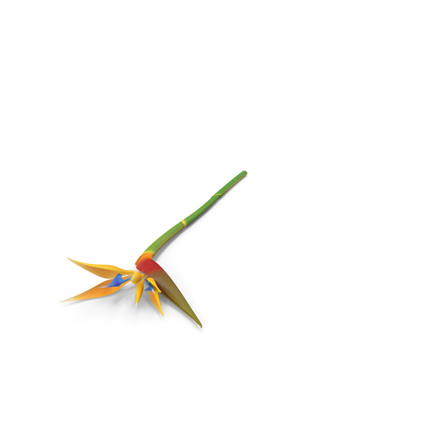 Bird of Paradise Flower PNG & PSD Images
