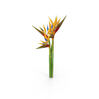 Bird of Paradise Flowers PNG & PSD Images