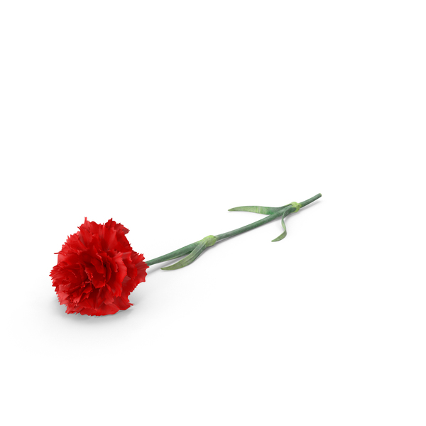 Carnation PNG & PSD Images