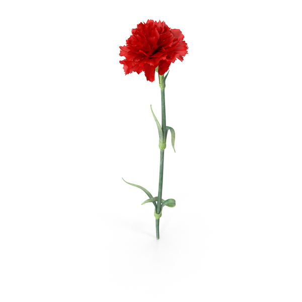 Carnation PNG & PSD Images