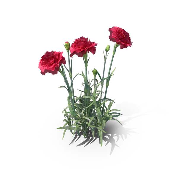 Carnations PNG & PSD Images