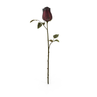 Dried Rose PNG & PSD Images