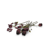 Dried Roses PNG & PSD Images