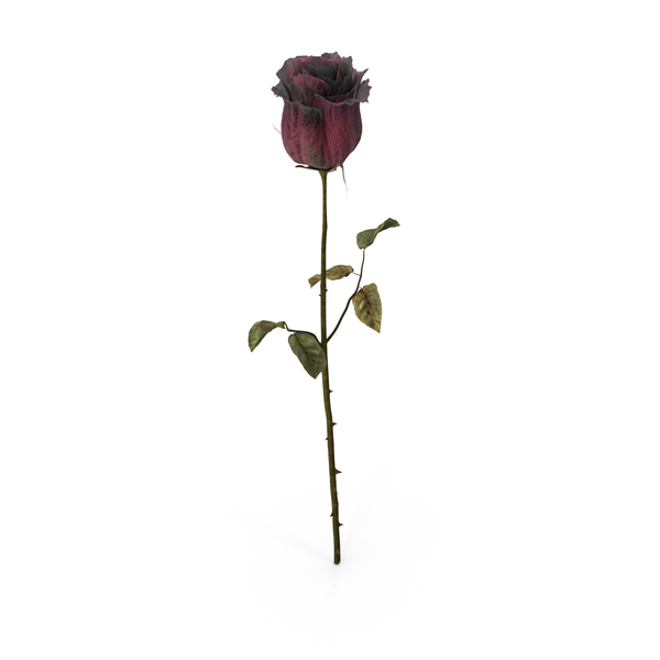 Dried Rose PNG & PSD Images