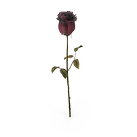 Dried Rose PNG & PSD Images