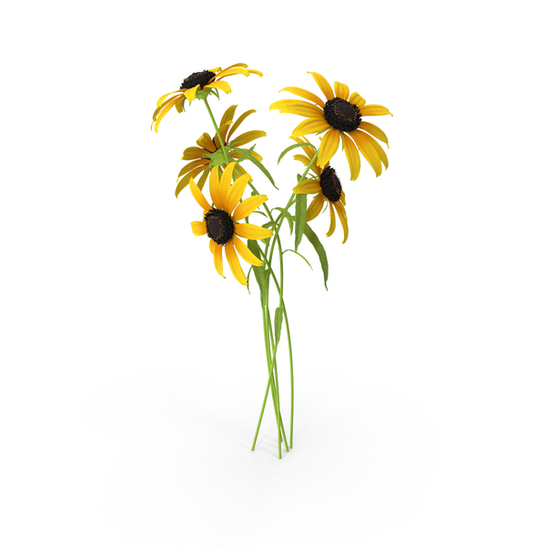 Black-Eyed Susans PNG & PSD Images