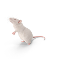 White Rat PNG & PSD Images