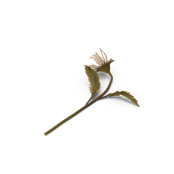 Withered Daisies PNG & PSD Images