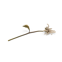 Withered Daisy PNG & PSD Images