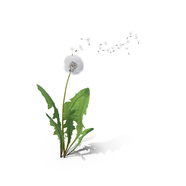 Dandelion Being Blown PNG & PSD Images