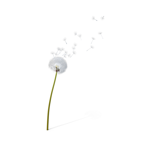 Dandelion Being Blown PNG & PSD Images