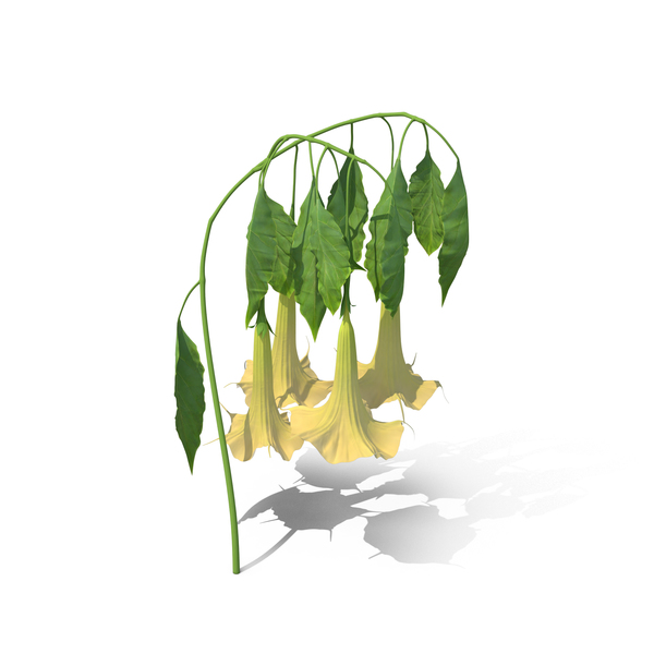 Angel Trumpet PNG & PSD Images