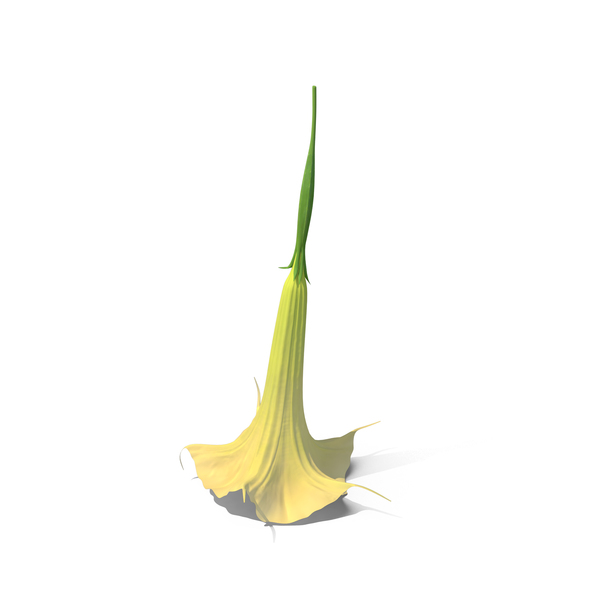 Angel Trumpet PNG & PSD Images