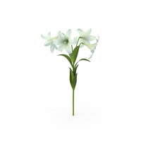 Easter Lilies PNG & PSD Images