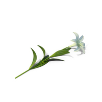 Easter Lily PNG & PSD Images