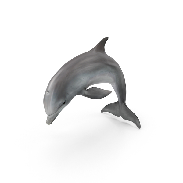 Dolphin PNG & PSD Images