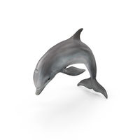 海豚PNG和PSD图像