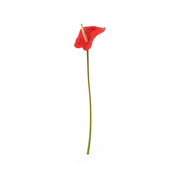 Anthurium PNG & PSD Images