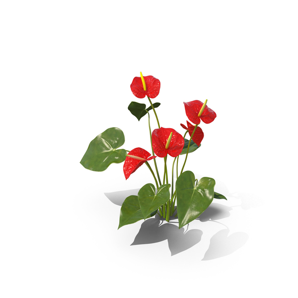 Anthurium PNG & PSD Images