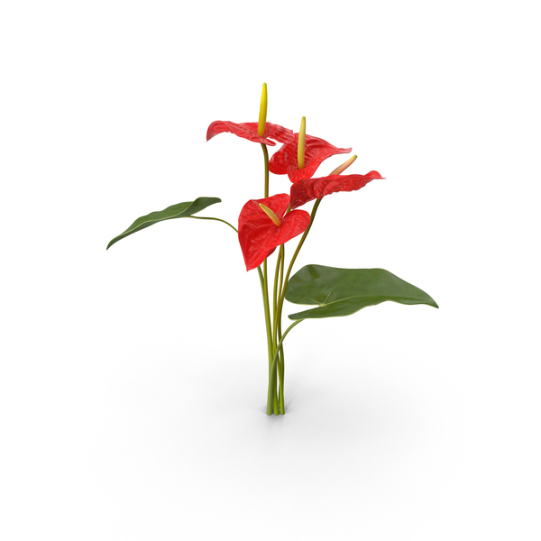 Anthurium Bouquet PNG & PSD Images