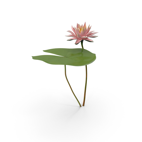 Water Lily PNG & PSD Images