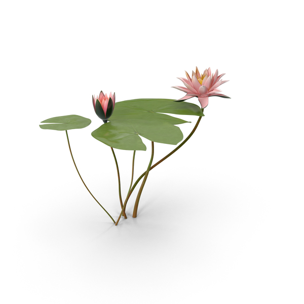 Water Lily PNG & PSD Images