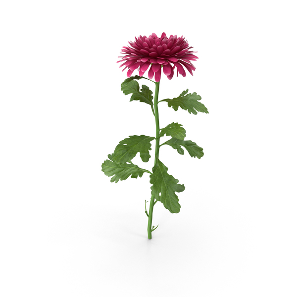Chrysanthemum PNG & PSD Images