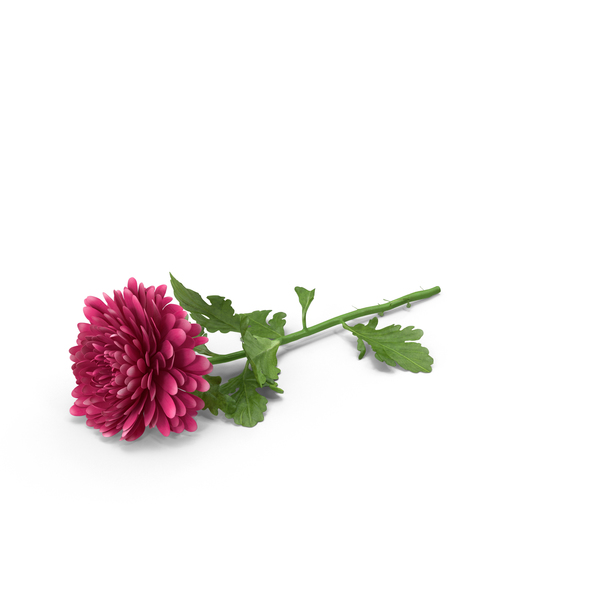 Chrysanthemum PNG & PSD Images