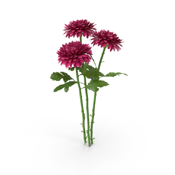 Chrysanthemum Bouquet PNG & PSD Images