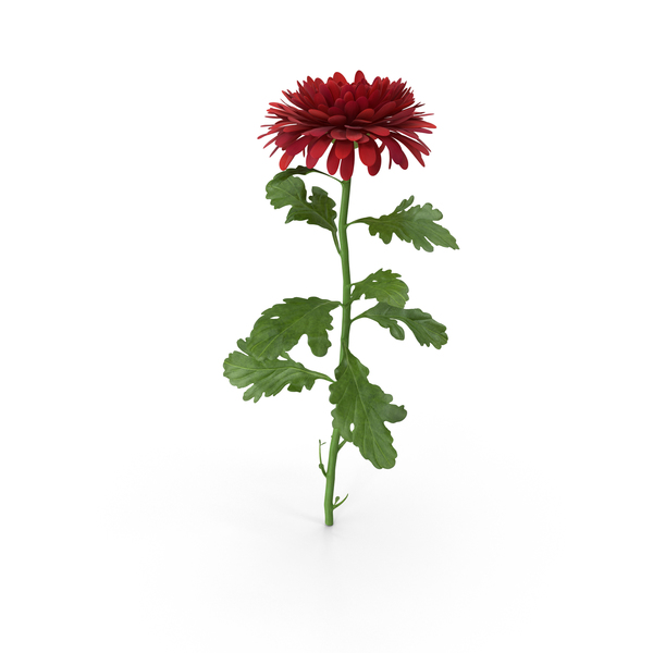 Chrysanthemum PNG & PSD Images