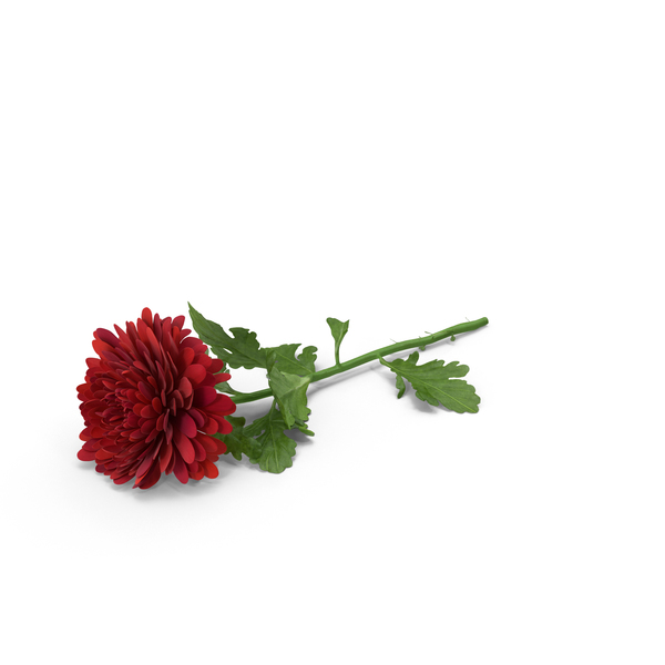 Chrysanthemum PNG & PSD Images