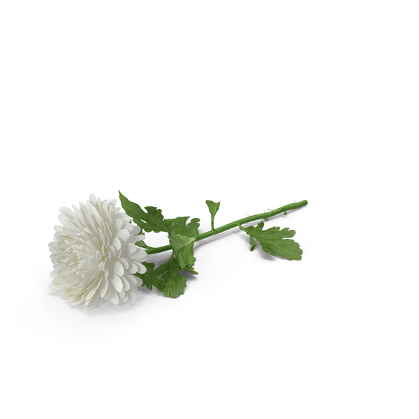 Chrysanthemum PNG & PSD Images