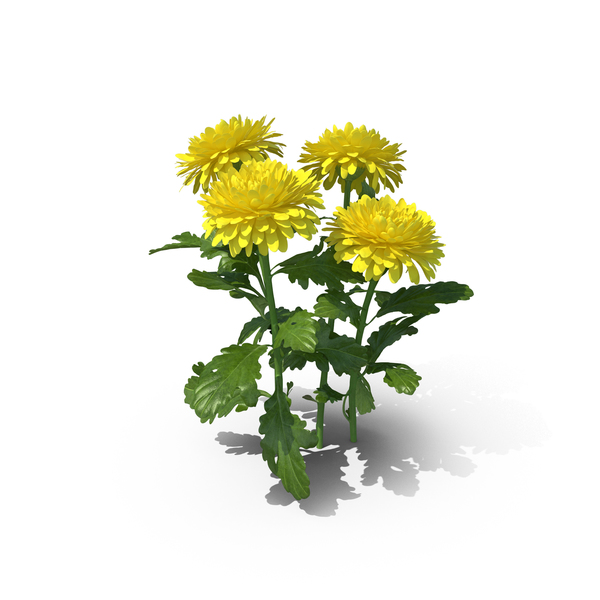 Chrysanthemum PNG & PSD Images