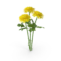 Chrysanthemum Bouquet PNG & PSD Images