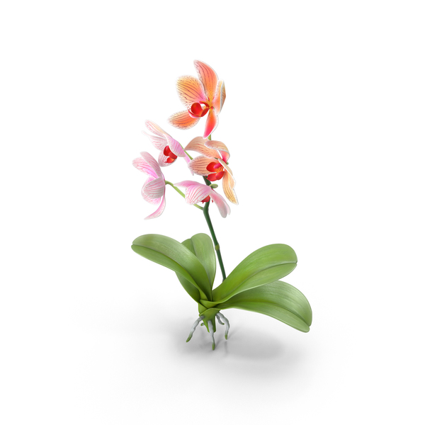 Orchid PNG & PSD Images