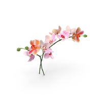 Orchid PNG & PSD Images