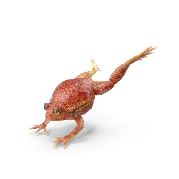 Tomato Frog PNG & PSD Images
