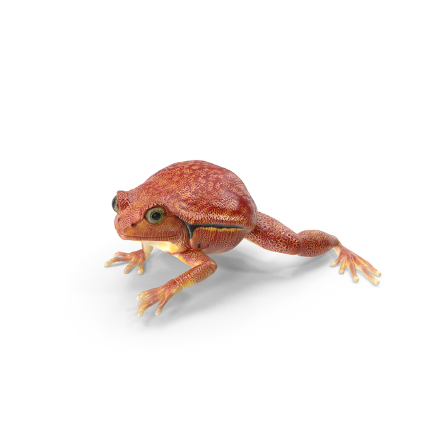 Tomato Frog PNG & PSD Images