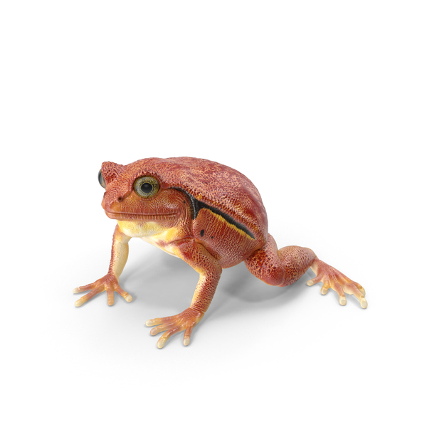 Tomato Frog PNG & PSD Images