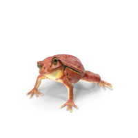 Tomato Frog PNG & PSD Images
