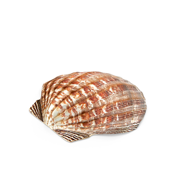 Clam Shell With Pearl PNG Images & PSDs for Download