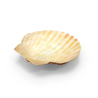 Clam Shell PNG & PSD Images