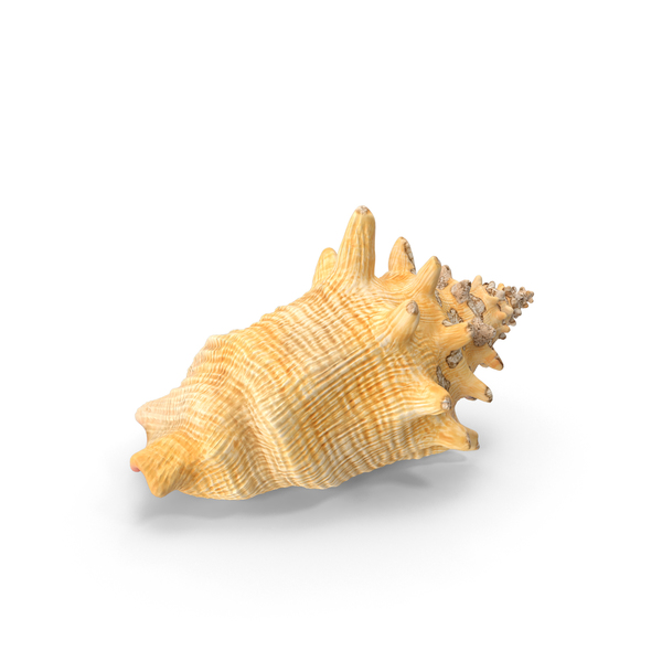 Conch Shell PNG & PSD Images