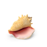 Conch Shell PNG & PSD Images