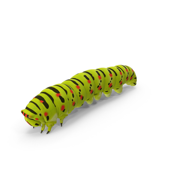 Caterpillar PNG和PSD图像