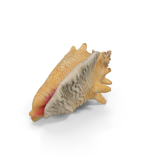 Conch Shell PNG & PSD Images