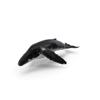 Humpback Whale PNG & PSD Images