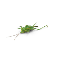 Grasshopper PNG & PSD Images